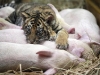 20100228_tigre_cochon