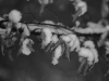 IMG_9106