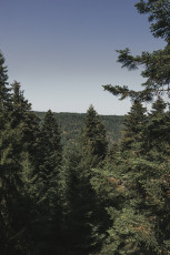202508 - Foret Noire -33