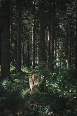 202508 - Foret Noire -83