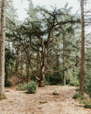 Foret des Cedres-5