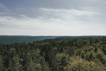 202508 - Foret Noire -48