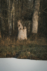 20260103-Hiver_Parc_Chateau_Rambouillet-4