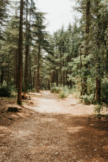 Foret des Cedres-9