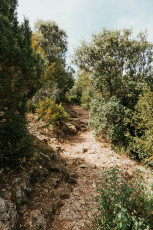 Foret des Cedres-3