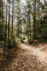Foret des Cedres-1