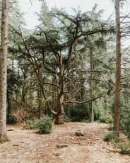 Foret des Cedres-5