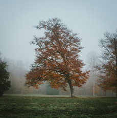 Rambouillet-Automne-3
