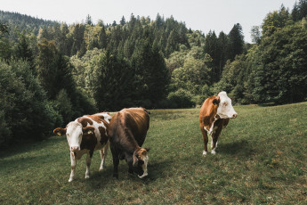 202508 - Foret Noire -102