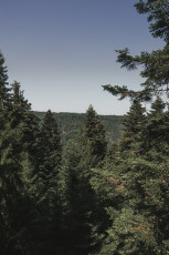 202508 - Foret Noire -33