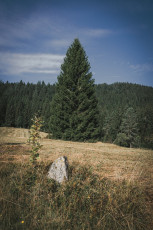 202508 - Foret Noire -79