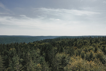 202508 - Foret Noire -48