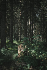 202508 - Foret Noire -83