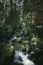 202508 - Foret Noire -76