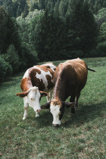 202508 - Foret Noire -103