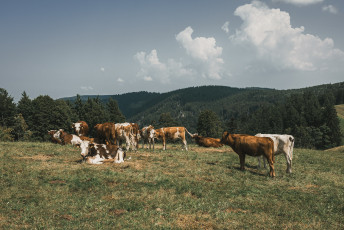 202508 - Foret Noire -94