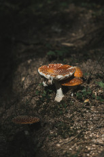 202508 - Foret Noire -84