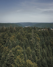 202508 - Foret Noire -46