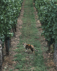 202508 - Alsace -135