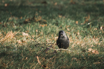 20260103-Hiver_Parc_Chateau_Rambouillet-56
