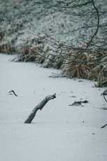 20260103-Hiver_Parc_Chateau_Rambouillet-28