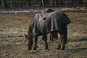 20260103-Hiver_Parc_Chateau_Rambouillet-36