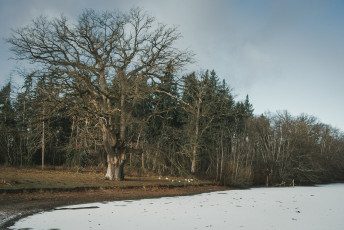 20260103-Hiver_Parc_Chateau_Rambouillet-58