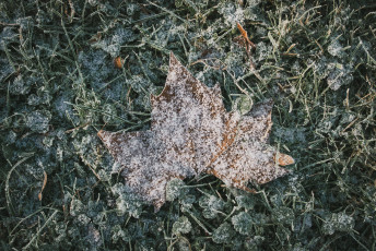 20260103-Hiver_Parc_Chateau_Rambouillet-41